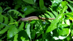 Takydromus viridipunctatus