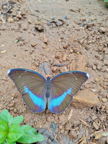 Common Blue-banded Forester