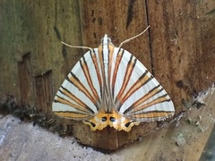 Pityeja histrionaria