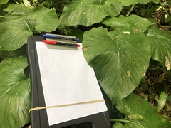 Cardiocrinum giganteum