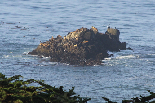 iNaturalist observation photo of California Sea Lion