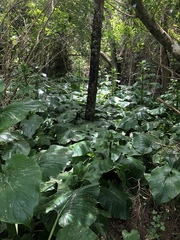Cardiocrinum giganteum