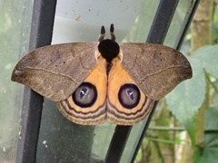 Automeris abdomipichinchensis
