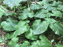 Cardiocrinum giganteum
