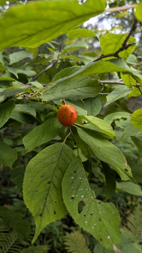 Canada plum (Prunus nigra)