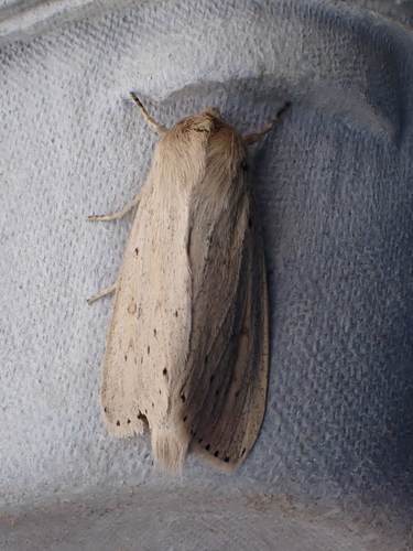 Oblong Sedge Borer Moth photo 5