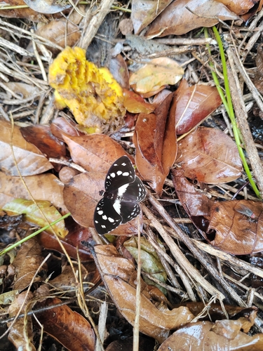 Forest Glade Nymph
