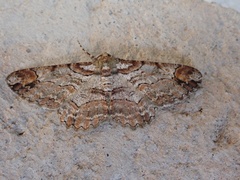 Iridopsis appetens