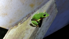 Zhangixalus taipeianus