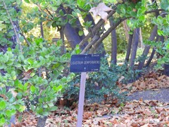 Ligustrum sempervirens