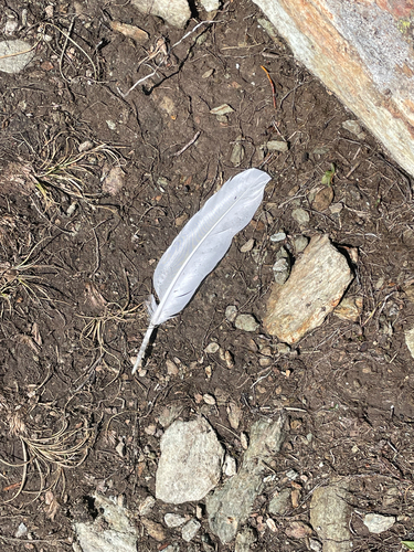 Plume de Lagopède alpin