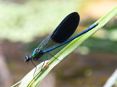 Calopteryx xanthostoma