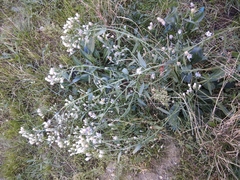 Tripolium pannonicum