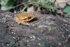 Incilius cristatus