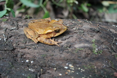 Incilius cristatus