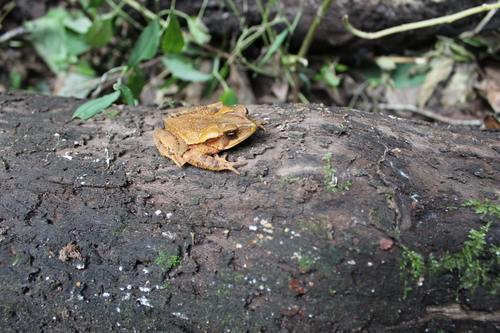 Large-crested Toad
