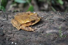Incilius cristatus