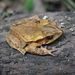 Large-crested Toad - Photo (c) Luis Díaz-Gamboa, some rights reserved (CC BY-ND), uploaded by Luis Díaz-Gamboa