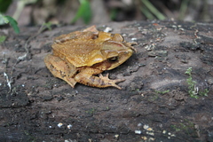 Incilius cristatus