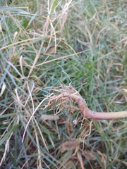 Tripolium pannonicum