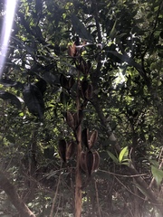 Cardiocrinum giganteum