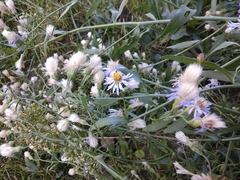 Tripolium pannonicum