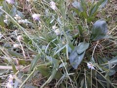 Tripolium pannonicum