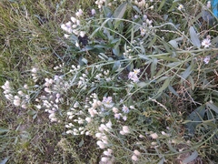 Tripolium pannonicum