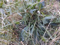 Tripolium pannonicum