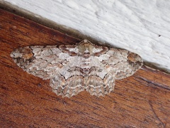 Iridopsis appetens