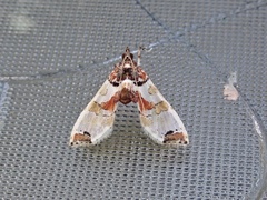 Neoleucinodes prophetica
