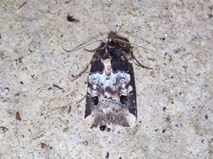 Bryolymnia bicon
