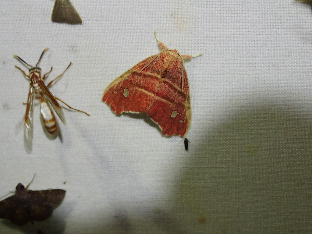 Zatrephes duraneli