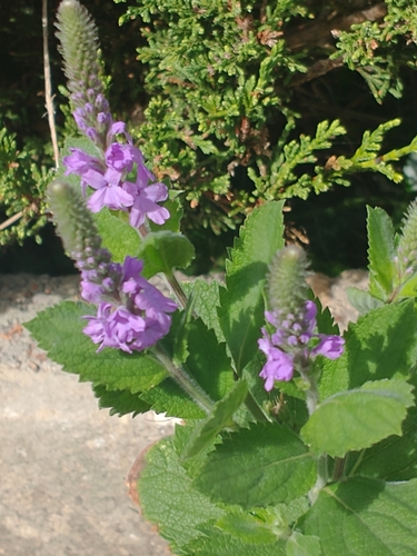 Verbena stricta