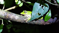 Zhangixalus prasinatus