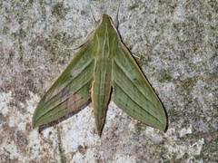 Xylophanes vagliai