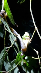 Zhangixalus prasinatus