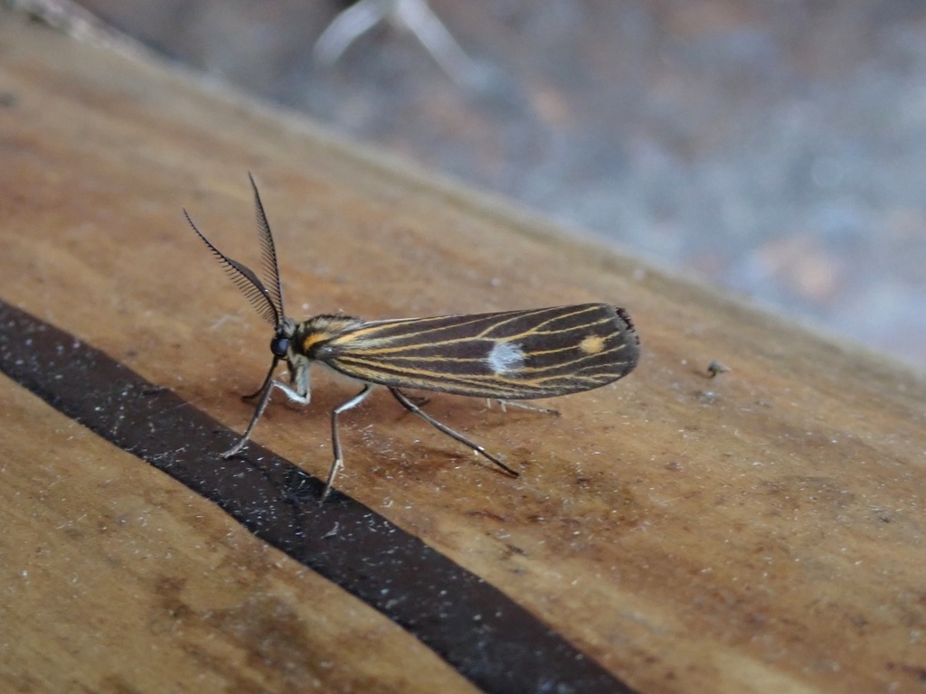 Nebulosa hermani