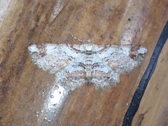 Iridopsis appetens
