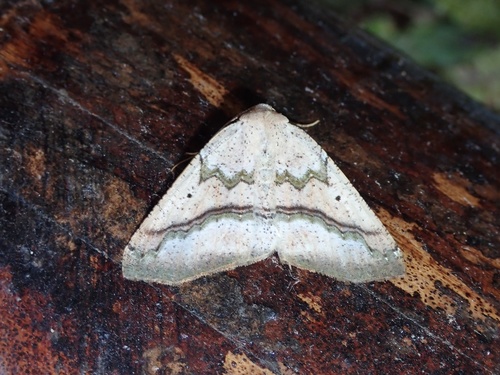 Mixopsis