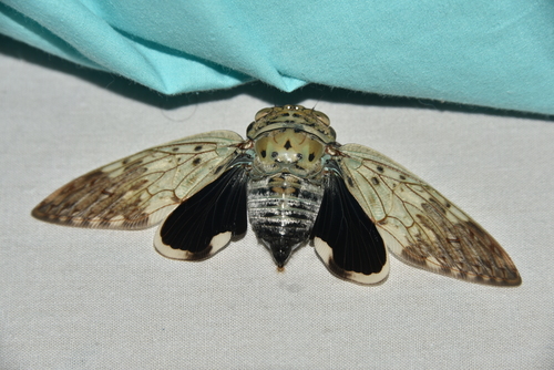 Yanga heathi