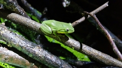 Zhangixalus taipeianus