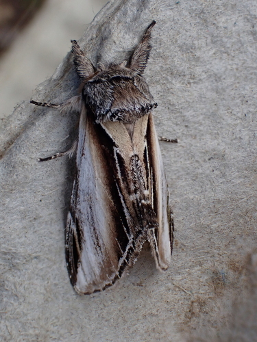Black-rimmed Prominent photo 3