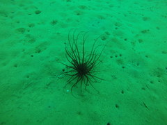 Pachycerianthus solitarius