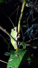 Zhangixalus prasinatus