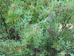 Spiraea nipponica