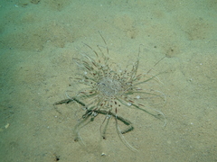 Pachycerianthus solitarius