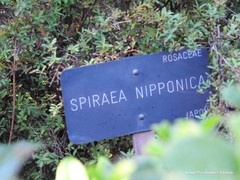Spiraea nipponica