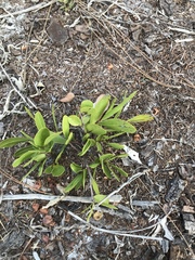 Deeringothamnus pulchellus