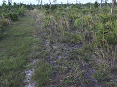 Deeringothamnus pulchellus